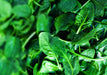 Spinach Seeds - Bloomsdale - Alliance of Native Seedkeepers - Spinach