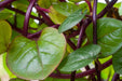 Spinach Seeds - Red Malabar - Alliance of Native Seedkeepers - Spinach