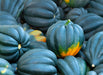 Squash Seeds - Acorn Table Queen Squash - Alliance of Native Seedkeepers - Squash