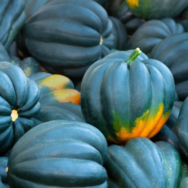 Squash Seeds - Acorn Table Queen Squash - Alliance of Native Seedkeepers - Squash