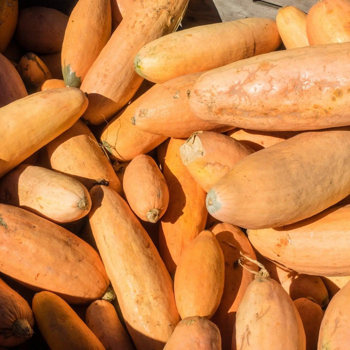 Squash Seeds - Cherokee Candy Roaster - Alliance of Native Seedkeepers - Squash