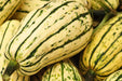 Squash Seeds - Delicata - Alliance of Native Seedkeepers - Squash