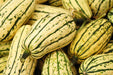 Squash Seeds - Delicata - Alliance of Native Seedkeepers - Squash