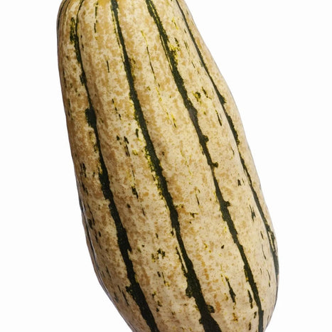 Squash Seeds - Delicata - Alliance of Native Seedkeepers - Squash