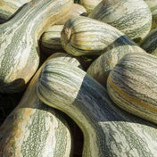 Tan Squash Seeds - Winter - Vining - Green Striped Cushaw Alliance Of Native Seedkeepers Vegetable Seeds