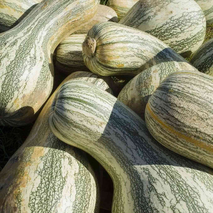 Green Striped Cushaw Winter squash Seeds