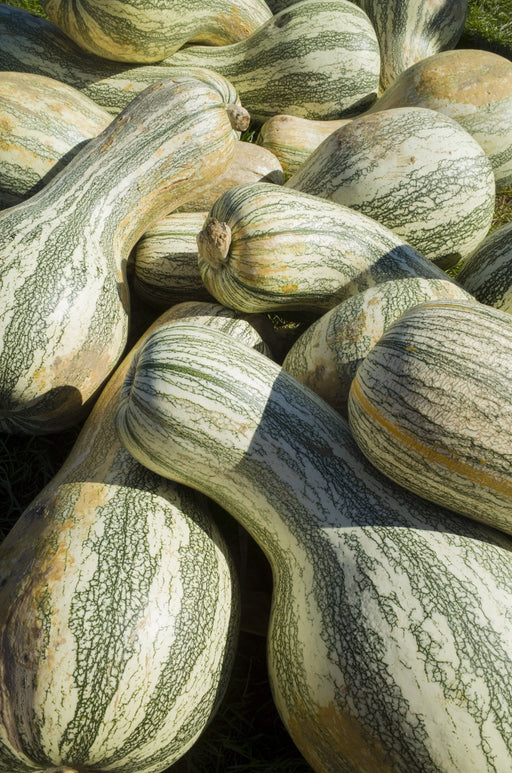 Squash Seeds - Green Striped Cushaw - Alliance of Native Seedkeepers - Squash