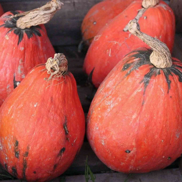 Lakota Squash Seeds