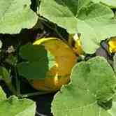 Olive Drab Squash Seeds - Winter - Vining - Lakota Squash Alliance Of Native Seedkeepers Vegetable Seeds