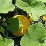 Olive Drab Squash Seeds - Winter - Vining - Lakota Squash Alliance Of Native Seedkeepers Vegetable Seeds