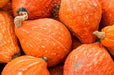 Squash Seeds - Seneca Buffalo Creek - Alliance of Native Seedkeepers - Squash