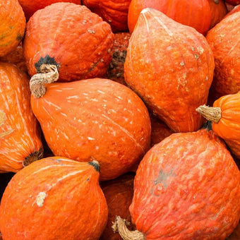 Squash Seeds - Seneca Buffalo Creek - Alliance of Native Seedkeepers - Squash