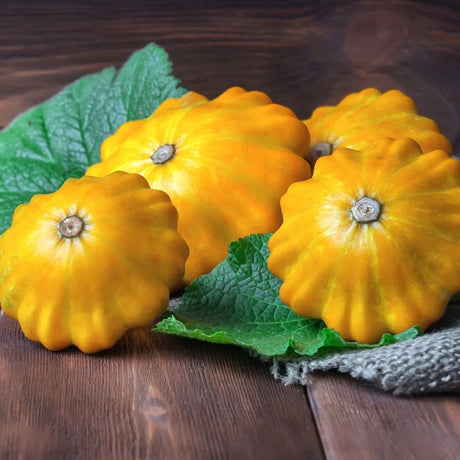 Squash Seeds - Summer - Bush - Yellow Scallop - Alliance of Native Seedkeepers - Vegetable Seeds