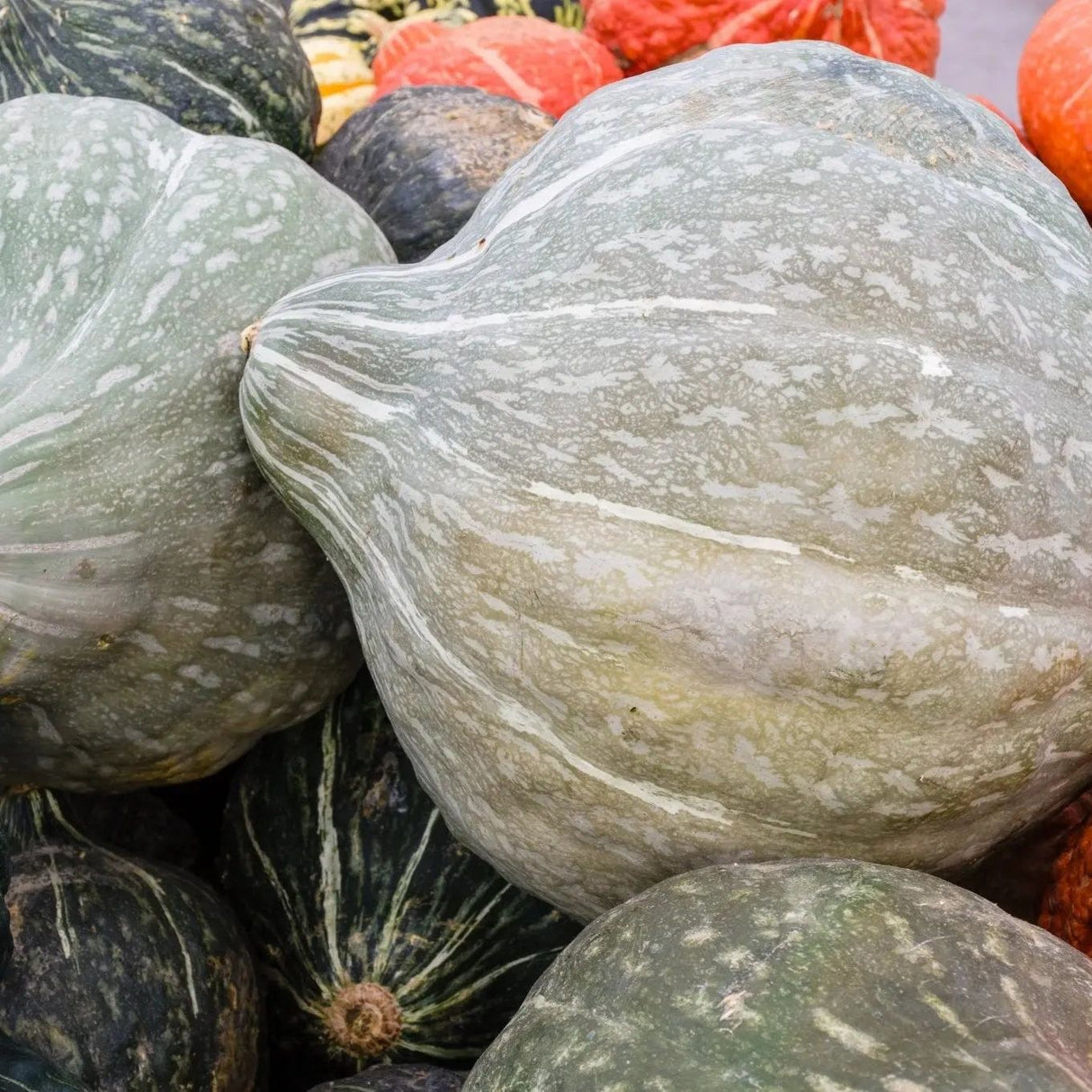 Squash Seeds - Winter - Vining - Blue Hubbard Squash - Alliance of Native Seedkeepers - Vegetable Seeds