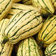 Squash Seeds - Winter - Vining - Delicata - Alliance of Native Seedkeepers - Vegetable Seeds