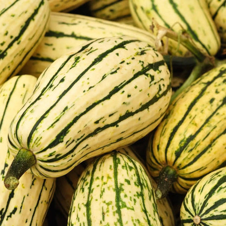 Squash Seeds - Winter - Vining - Delicata - Alliance of Native Seedkeepers - Vegetable Seeds