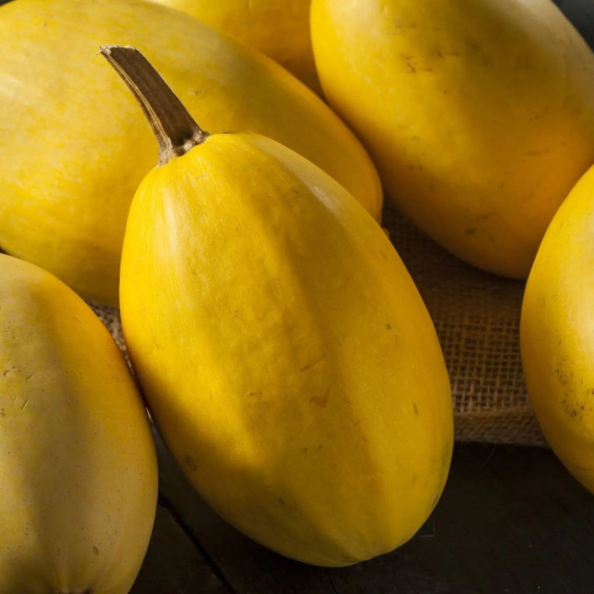 Squash Seeds - Winter - Vining - Spaghetti Squash - Alliance of Native Seedkeepers - Vegetable Seeds