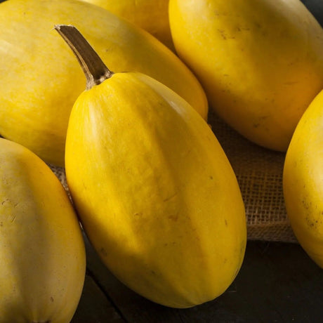 Squash Seeds - Winter - Vining - Spaghetti Squash - Alliance of Native Seedkeepers - Vegetable Seeds