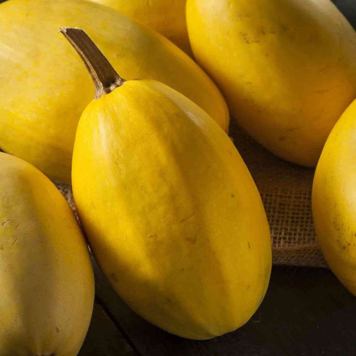 Spaghetti Winter squash Seeds
