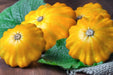 Squash Seeds - Yellow Scallop - Alliance of Native Seedkeepers - Squash