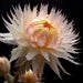 Strawflower Seeds - Silvery Rose (Coming Jan/Feb 2024) - Alliance of Native Seedkeepers -