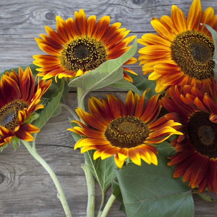 Sunflower Seeds - Autumn Beauty - Alliance of Native Seedkeepers - Sunflower