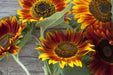 Sunflower Seeds - Autumn Beauty - Alliance of Native Seedkeepers - Sunflower