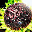 Khaki Sunflower Seeds - Hopi Dye Sunflower Alliance Of Native Seedkeepers Flower Seeds