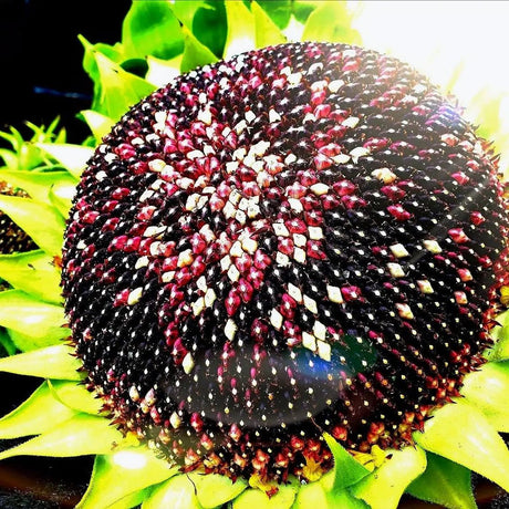 Khaki Sunflower Seeds - Hopi Dye Sunflower Alliance Of Native Seedkeepers Flower Seeds