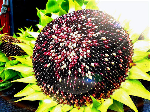 Sunflower Seeds - Hopi Dye - Alliance of Native Seedkeepers - Sunflower