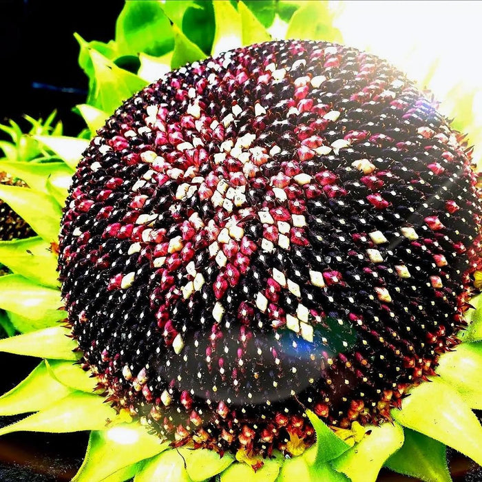 Sunflower Seeds - Hopi Dye - Alliance of Native Seedkeepers - Sunflower