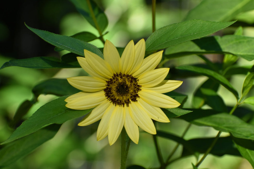 Sunflower Seeds - Lemon Queen - Alliance of Native Seedkeepers - Sunflower