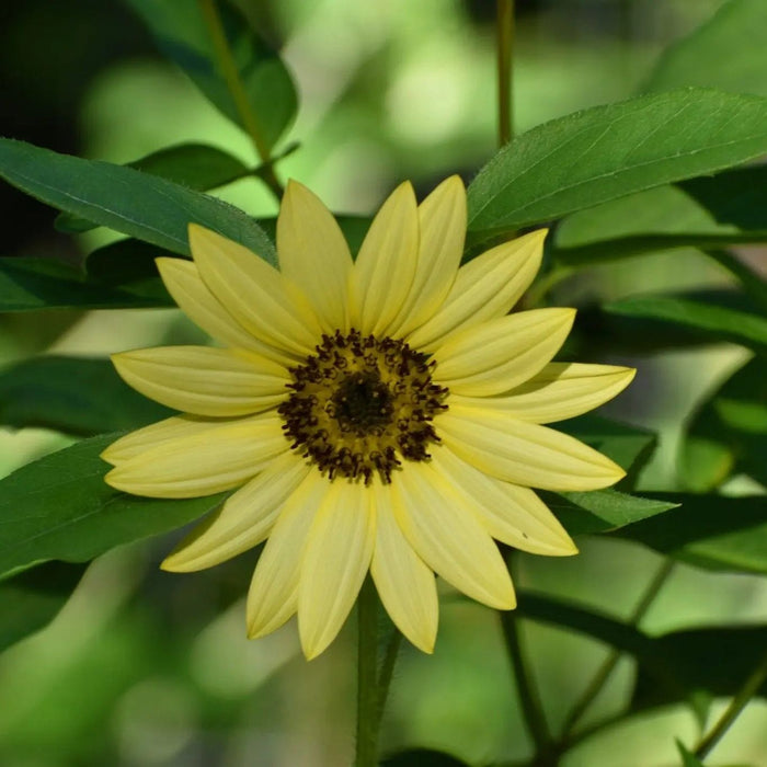 Sunflower Seeds - Lemon Queen - Alliance of Native Seedkeepers - Sunflower