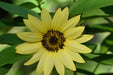 Sunflower Seeds - Lemon Queen - Alliance of Native Seedkeepers - Sunflower