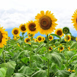 Sunflower Seeds - Mammoth Grey Stripe - Alliance of Native Seedkeepers - Flower Seeds