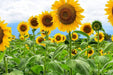 Sunflower Seeds - Mammoth - Alliance of Native Seedkeepers - Sunflower