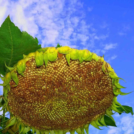 Dark Olive Green Sunflower Seeds - Mongolian Giant Sunflower Alliance Of Native Seedkeepers Flower Seeds