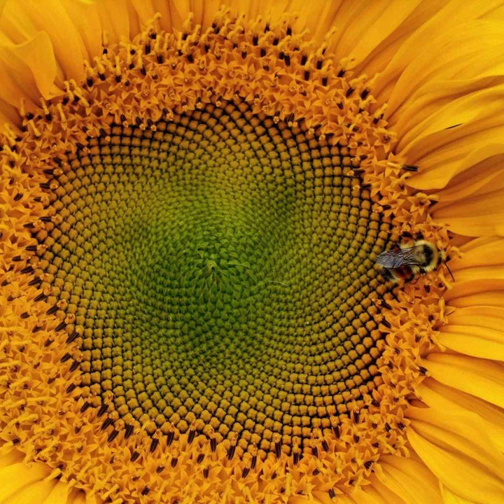 Mongolian Giant Sunflower Seeds