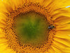 Sunflower Seeds - Mongolian Giant - Alliance of Native Seedkeepers - Sunflower
