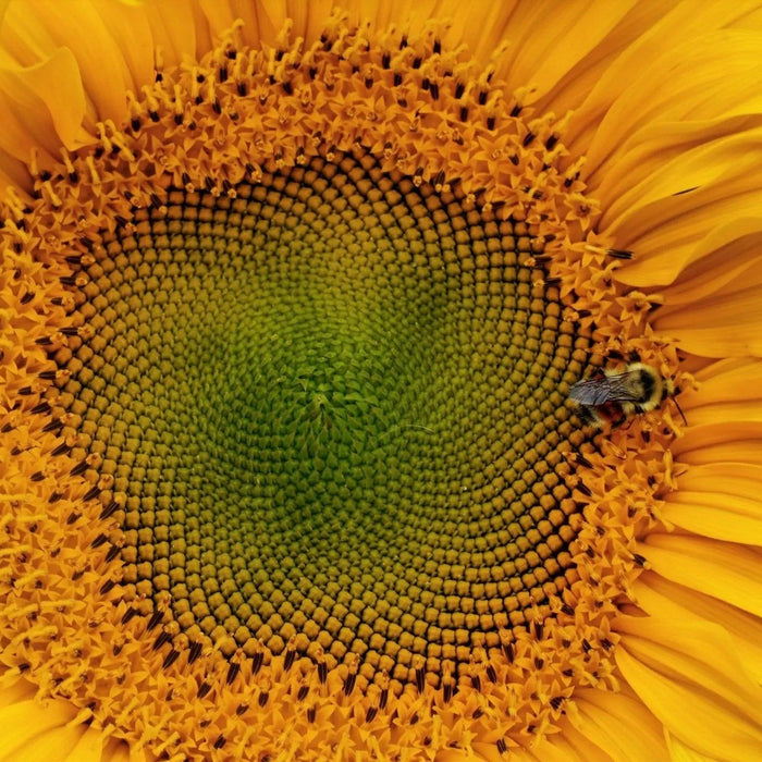 Sunflower Seeds - Mongolian Giant - Alliance of Native Seedkeepers - Sunflower