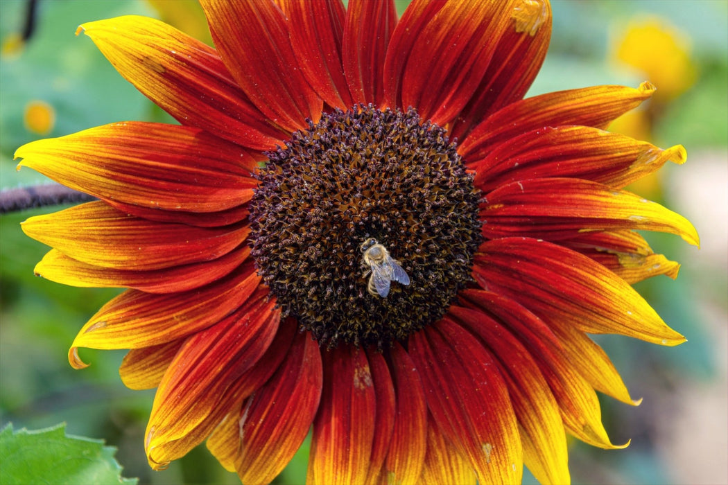 Sunflower Seeds - Ring of Fire - Alliance of Native Seedkeepers - Sunflower