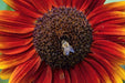 Sunflower Seeds - Ring of Fire - Alliance of Native Seedkeepers - Sunflower