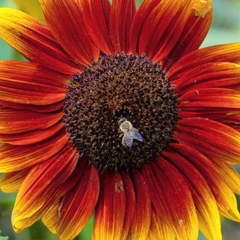 Sunflower Seeds - Ring of Fire - Alliance of Native Seedkeepers - Sunflower