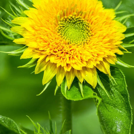 Sunflower Seeds - Sungold Dwarf - Alliance of Native Seedkeepers - Sunflower