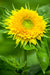 Sunflower Seeds - Sungold Dwarf - Alliance of Native Seedkeepers - Sunflower