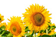 Sunflower Seeds - Tarahumara - Alliance of Native Seedkeepers - Sunflower