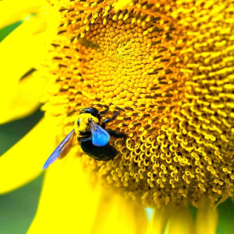 Dark Olive Green Sunflower Seeds - Titan Sunflower Alliance Of Native Seedkeepers Flower Seeds