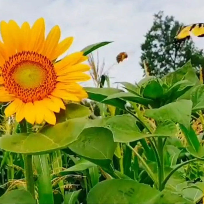 Sunflower Seeds - Tuscarora Katenoh - Alliance of Native Seedkeepers - Sunflower