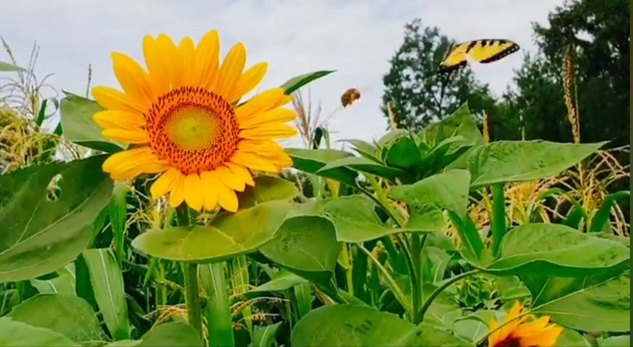 Sunflower Seeds - Tuscarora Katenoh - Alliance of Native Seedkeepers - Sunflower