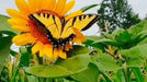 Sunflower Seeds - Tuscarora Katenoh - Alliance of Native Seedkeepers - Sunflower